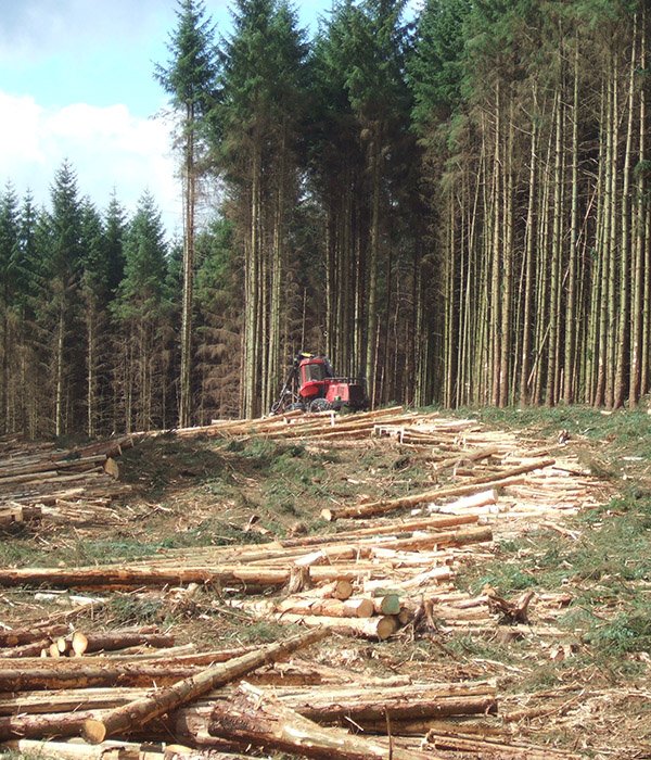 forestry-industry