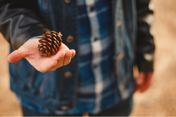 pinecone kindling Alternatives to kindling: How to light a fire in a pinch